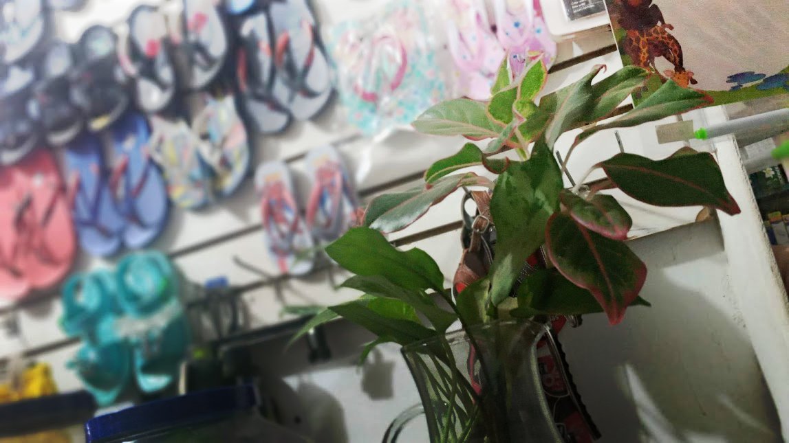 Variedades y regalos